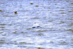 Collection of small buoys floating in the water