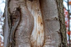 Knot in a tree close up