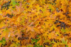 Fallen leaves