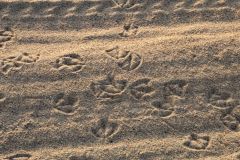 Crossing seagull footprints in the sand
