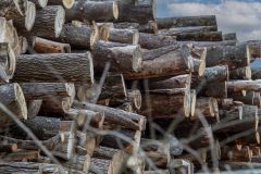 A large pile of stacked logs