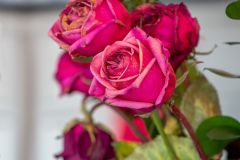 Dead rose close up