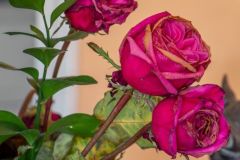 Mid shot of dead roses