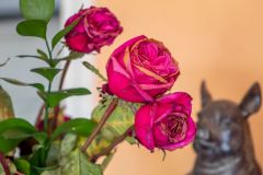 Dead roses close up