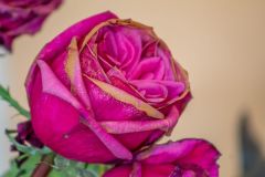 Extreme close up of a dead rose