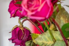 Extreme close up of dead roses