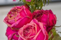 Dead roses with dying flowers in the background