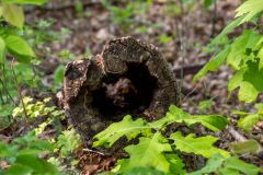 Hollowed out log