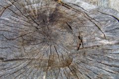 Close up of a stump