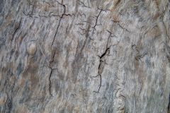Extreme close up of a stump
