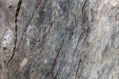 Extreme close up of a stump