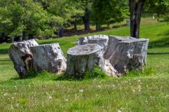 Multi-headed stump in a park