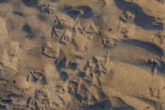 Random seagull footprints in the sand