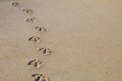 Seagull footprints in the sand