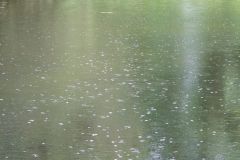 Wide shot of rain falling on water