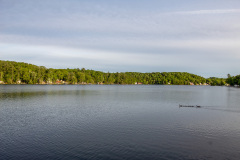 Duck journey begins (Glen Lake - Queensbury, NY)