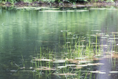 Light rain falling on lillypads (Glens Falls, NY)