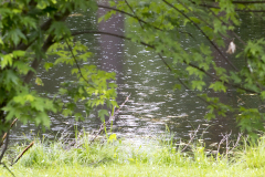 Rainy pond through the trees (Glens Falls, NY)