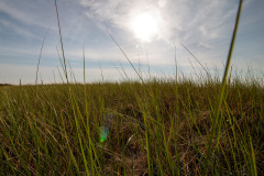 Sun shining through the tall grass (Old Orchard Beach, ME)