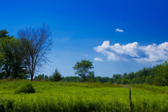Solemn tree against a blue sky (Queensbury, NY)
