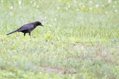 Grackle in the grass