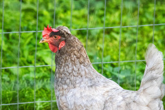 Close up of a light colored chicken