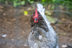 Grey colored chicken staring at you