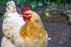 Golden chicken looking to the left
