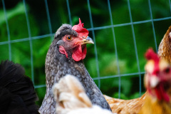 Chicken looking to the right
