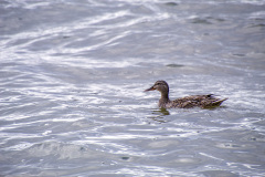 Lone mallard in the water