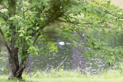 Mallard in a pond
