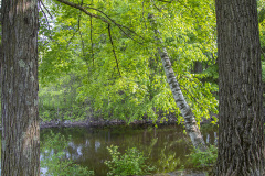 Birch leaning between the trees