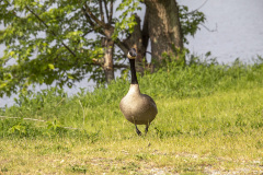 Canada Goose