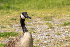 Canada Goose close up