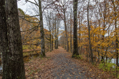 Trees shedding their leaves onto the Feeder Canal Trail