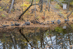 Arched trunk reflection