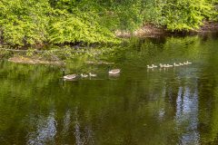 Family of Canadian Geese