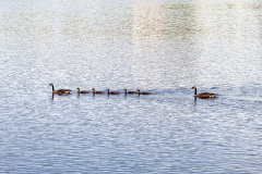 Family of geese swimming across a body of water