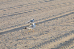 Ring billed gulls in the sand