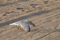Ring billed gull landing on the beach