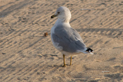 Ring billed gull standing on the beach