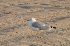 Ring billed gull standing solo on Hampton Beach