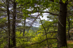 Looking through the trees into the mountains