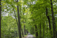 Full trees along the Feeder Canal Trail