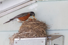 Robin feeding new born chicks