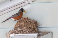 Robin holding food for its chicks