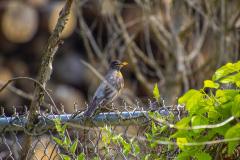 A robin perched on a chainlink fence