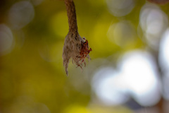 Spider on a rope