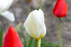 Tulip Condensation