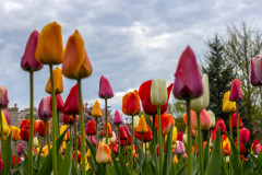 Tulips